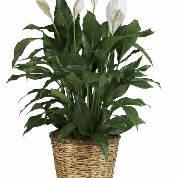 Simply Elegant Spathiphyllum Peace Lily-Large