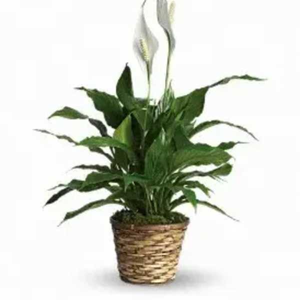 A New Leaf Peace Lily