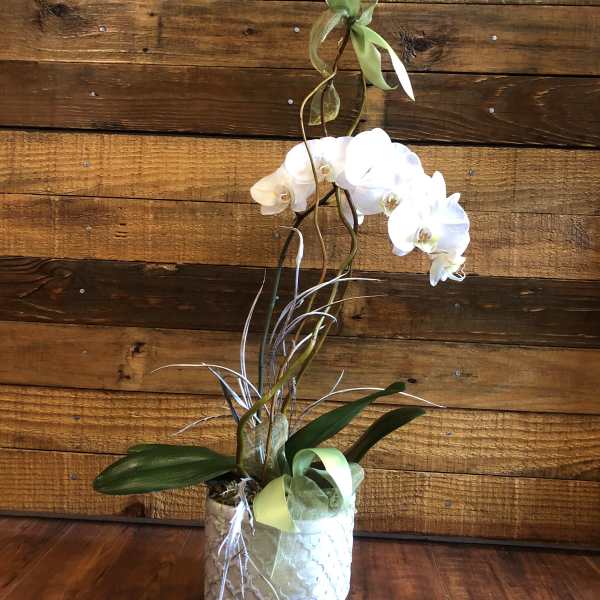 White orchid arrangement in a decorative pot with ribbon accents
