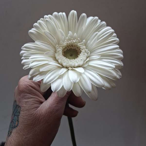 Single white gerbera daisy held in a hand