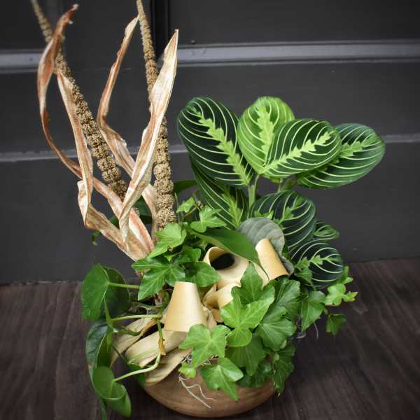 Potted arrangement of assorted green houseplants with tall dried seed stalks