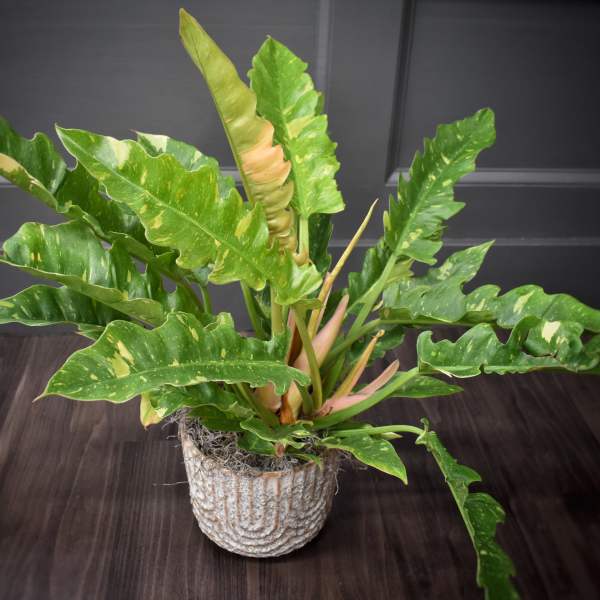 Variegated green potted plant in a textured white pot