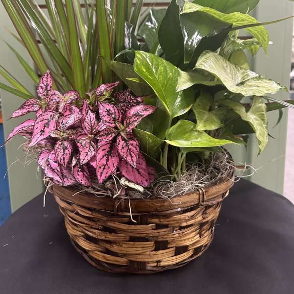 Basket of assorted potted plants with pink and green foliage