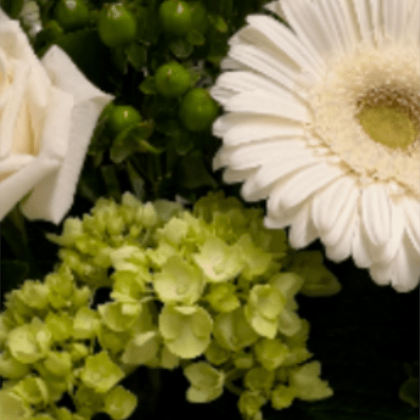 Purity Designer's Choice