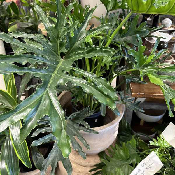 Potted tropical plant with large split green leaves