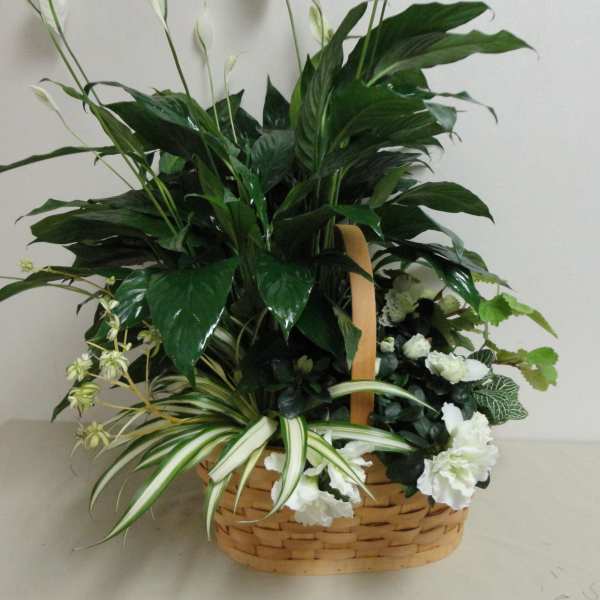 Basket arrangement of green foliage with small white flowers