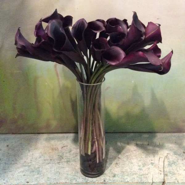 Dark purple calla lilies arranged in a clear glass vase