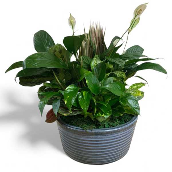 Potted green plant arrangement in a ribbed gray container