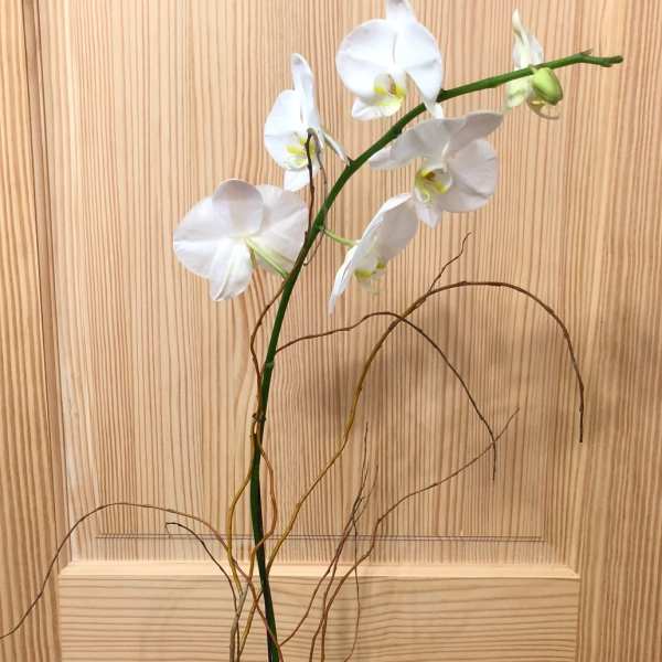 Orchid Plant