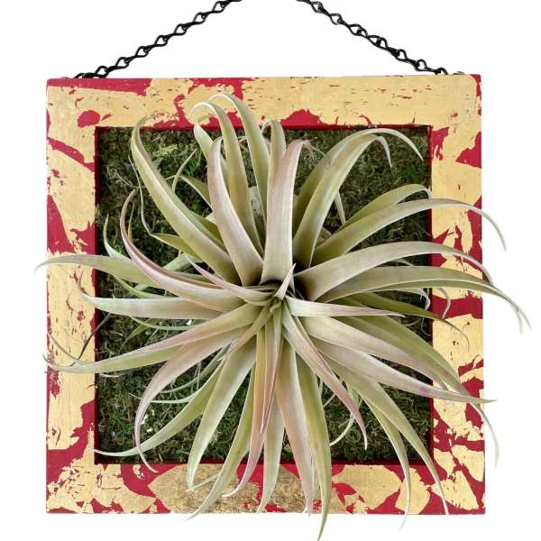 Airplants / Art Wall / Large Thylandsia