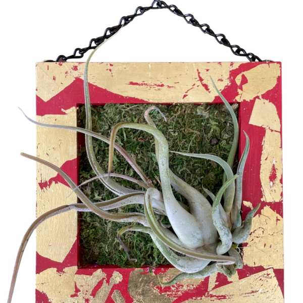 Airplants / Art Wall / Single Wave
