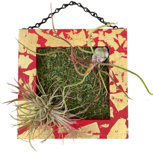 Airplants / Art Wall / Elegant Mix