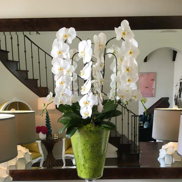 Lively Green