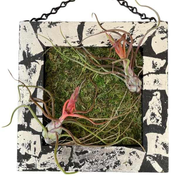 Airplants / Art Wall / Red Bulbosa