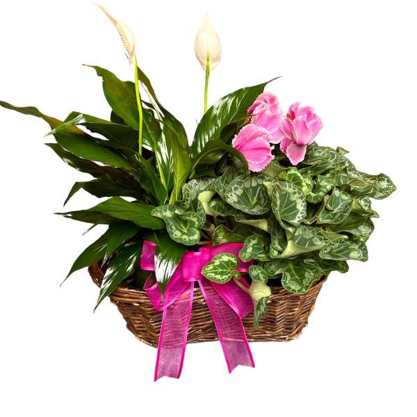 Basket planter with peace lily and pink flowering plant accented with a bright pink bow