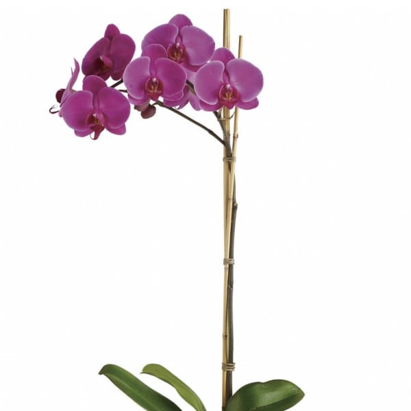 Imperial Purple Orchid