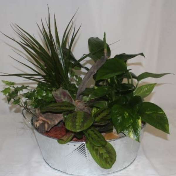 Potted tropical plant arrangement in a white container