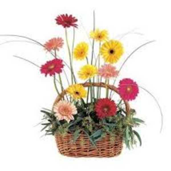 Basket arrangement of colorful gerbera daisies