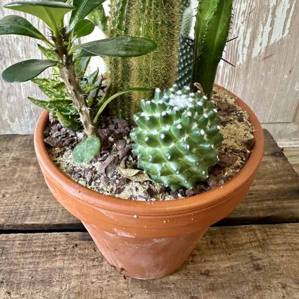 Potted arrangement of assorted cacti and succulents in a terracotta pot