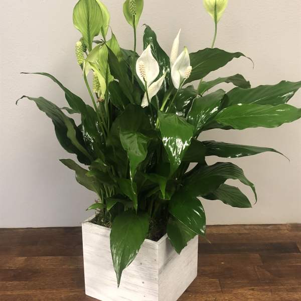 Wishing you Peace-Potted Peace Lily plant