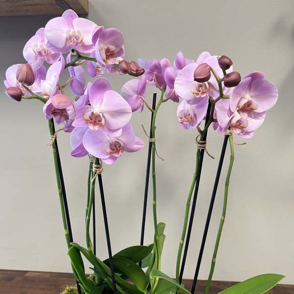 Orchids of Hope