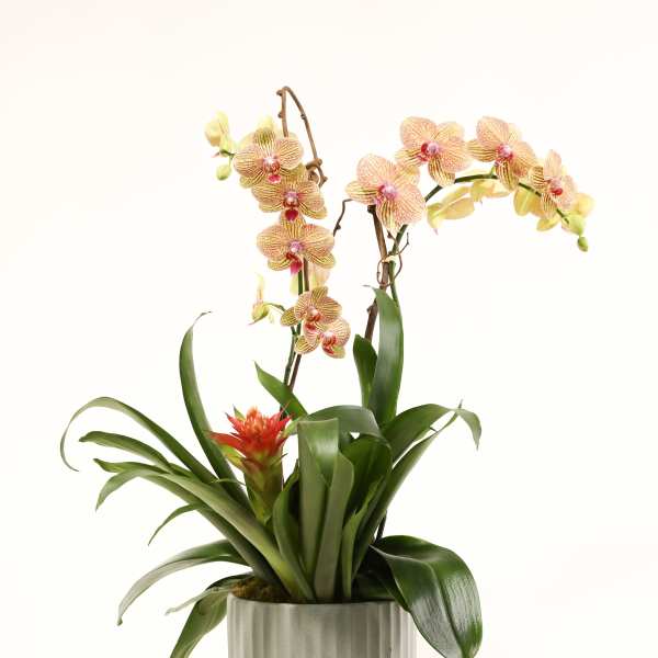 Potted orchid arrangement with peach blooms and a red bromeliad