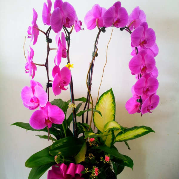 Orchid plant box arrangement