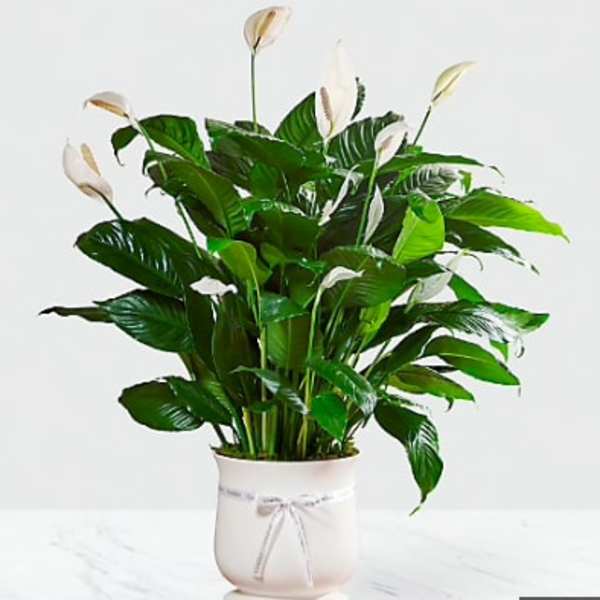 Spath Plant