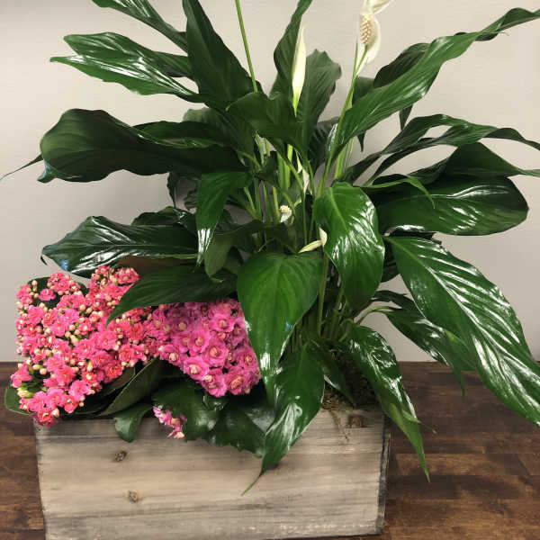 Pink kalanchoe and white peace lilies in a wooden planter