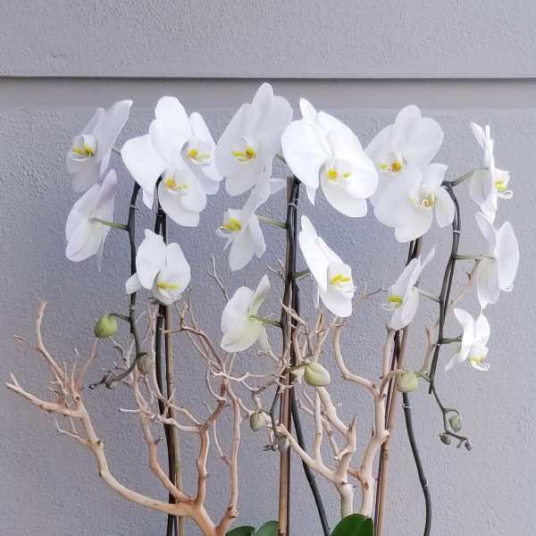 White orchids in a white planter with succulents