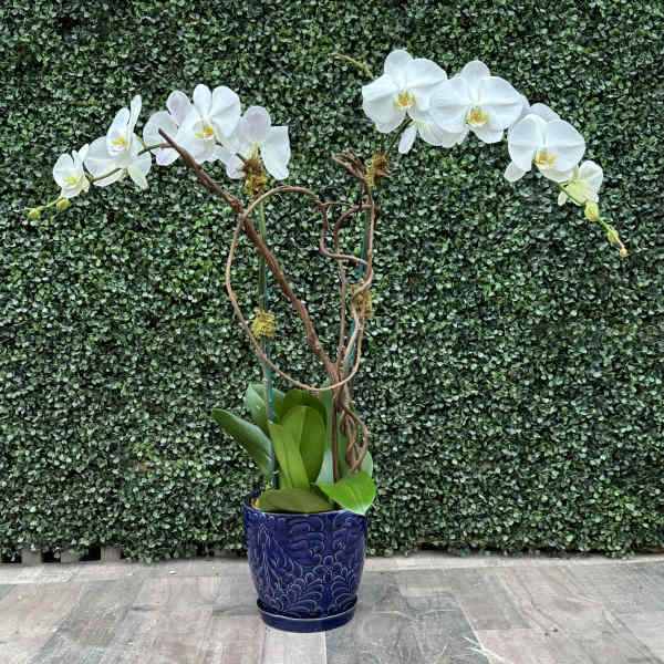 White orchid arrangement in a blue ceramic pot