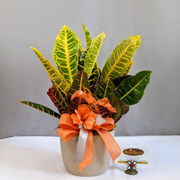 Colorful Croton - 6" Potted
