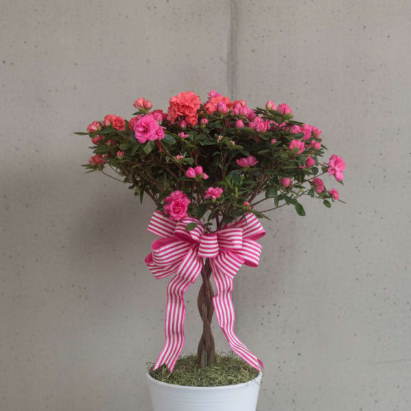 Braided Azalea Tree