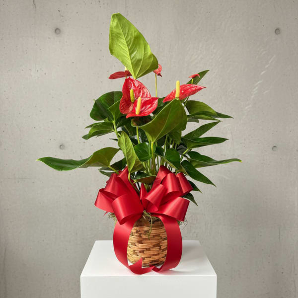 Blooming Anthurium