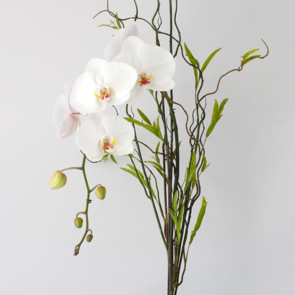 White orchid arrangement in a white vase with curly branches