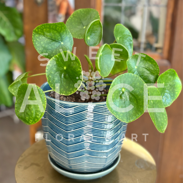 Blue Sky Pilea