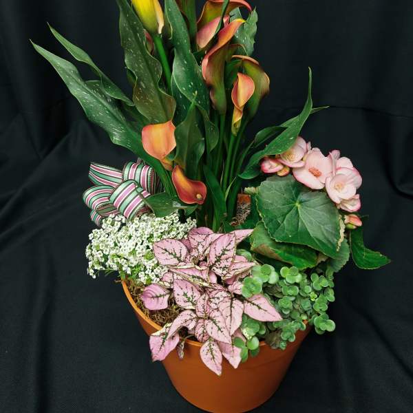 Potted arrangement with orange calla lilies, pink blooms, and mixed foliage