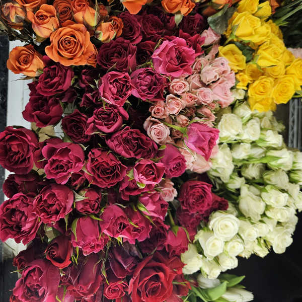 Clusters of roses in orange, magenta, yellow, and white