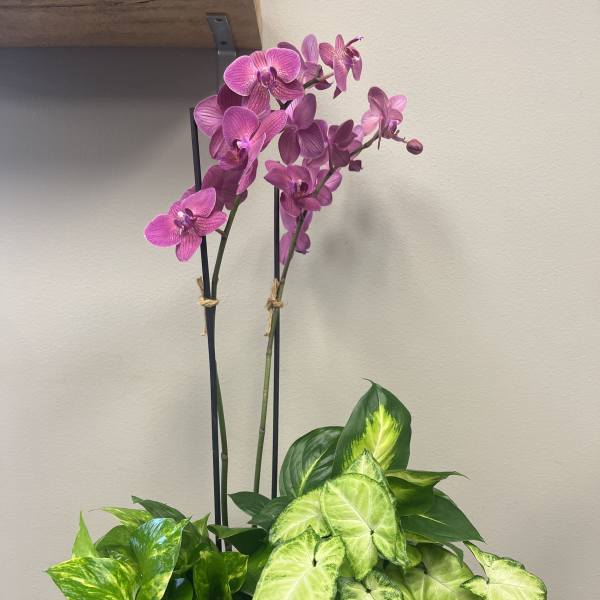 Pink orchids in a wooden planter with green foliage