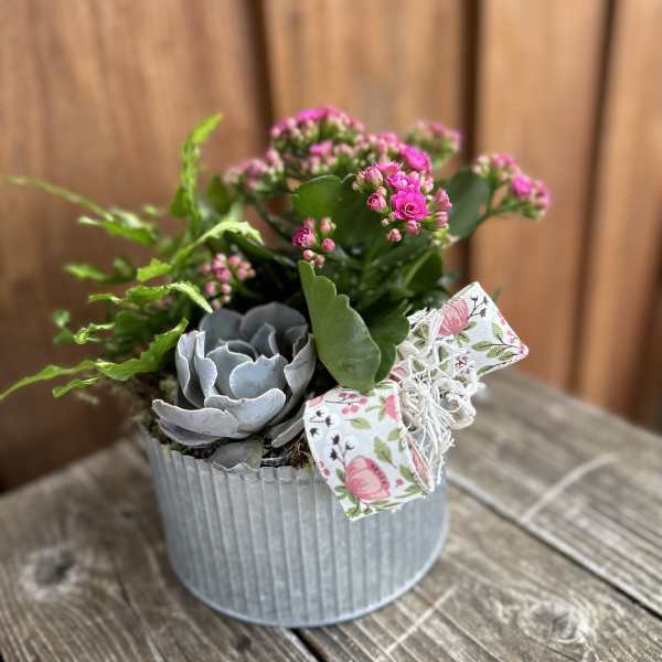 Small potted succulent arrangement with pink blooms and a floral ribbon