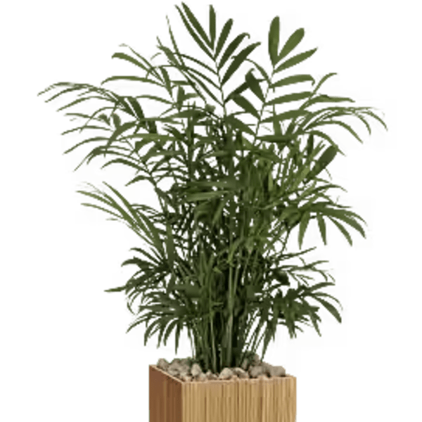 Peaceful Palm
