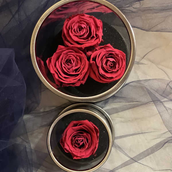 Three red roses in round black boxes on sheer fabric