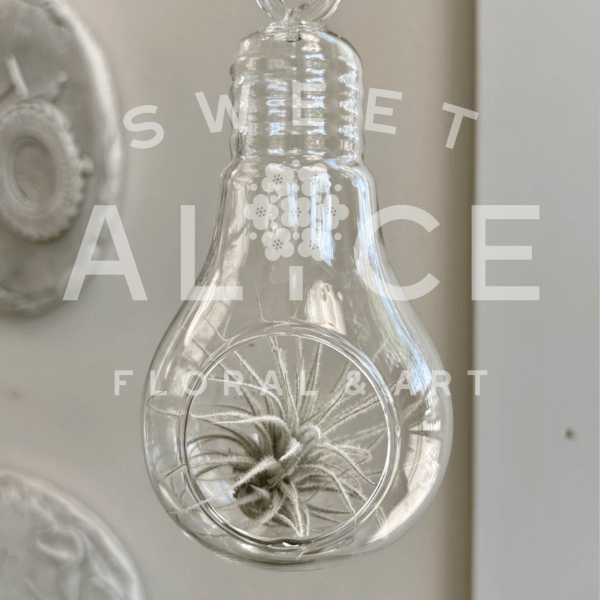 Clear hanging glass ornament with a small air plant inside