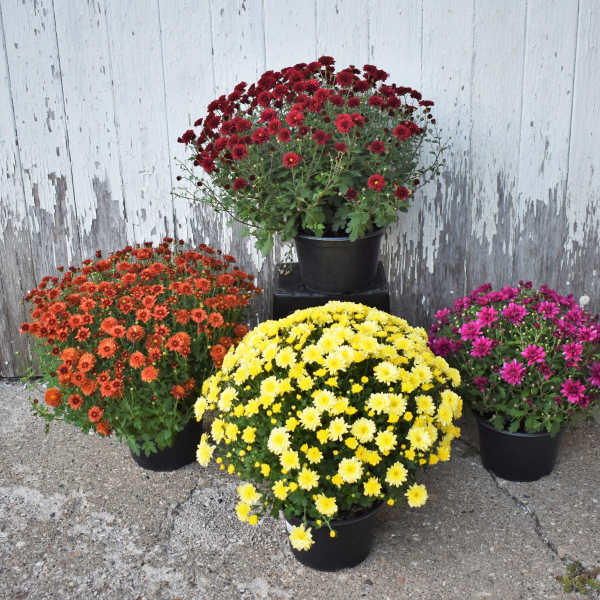 Fall Outdoor Hardy Mums