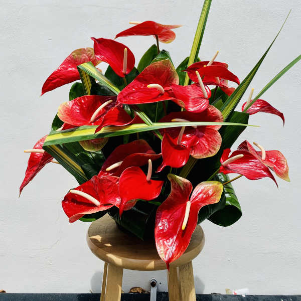 #169 Red Anthuriums mix arrangement