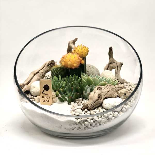 Succulent arrangement in a glass bowl with driftwood and white stones