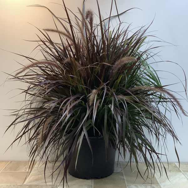 Potted ornamental grass with long burgundy and green blades
