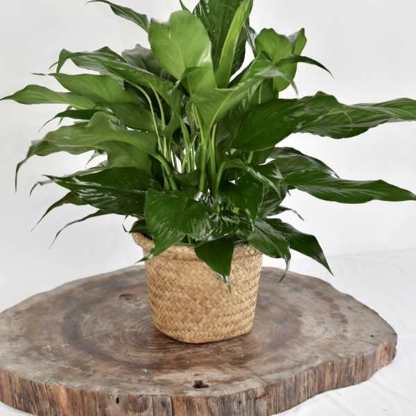 Potted green houseplant in a woven basket planter