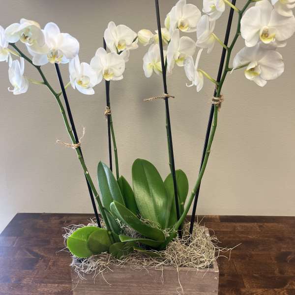 White orchids in a wooden box planter