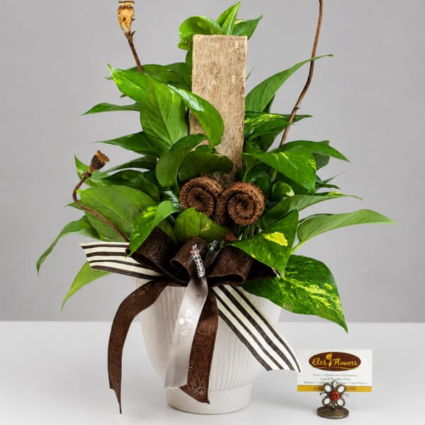 Potted green plant arrangement with decorative ribbon and dried seed pods